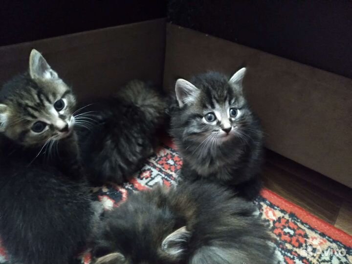 Сибирская кошка бесплатно