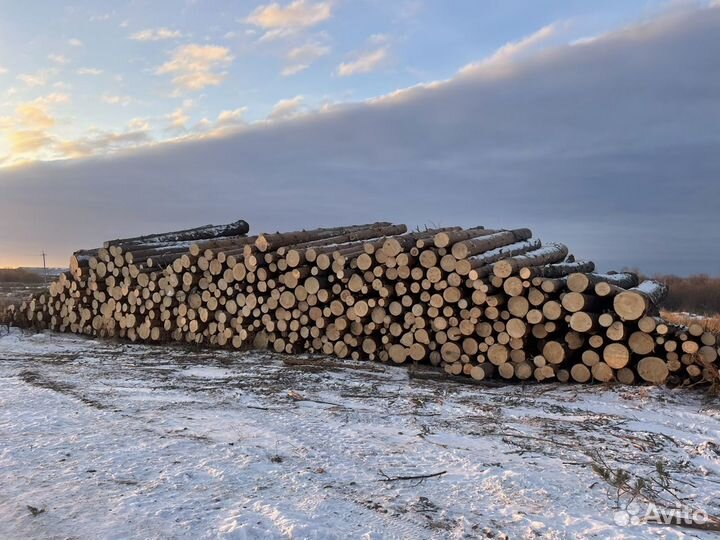 Пиловочник круглый лес хвоя, береза, осина