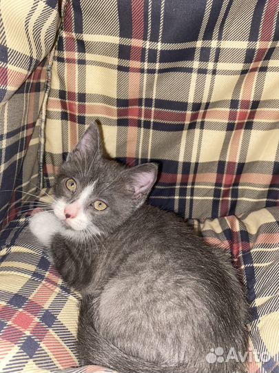 Котики в добрые ручки