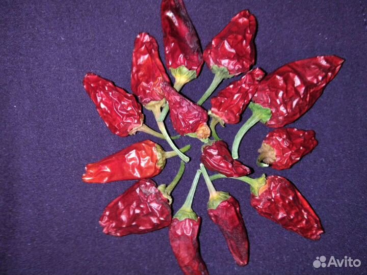 Семена перца и перцы жгучие комнатные