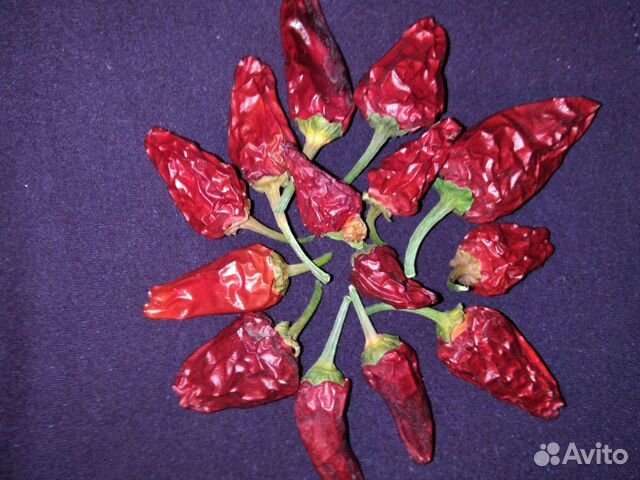 Семена перца и перцы жгучие комнатные