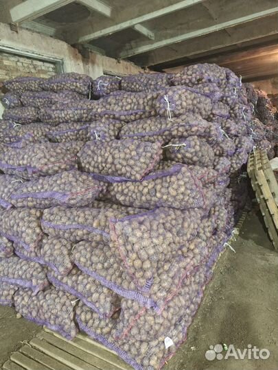 Продам картофель