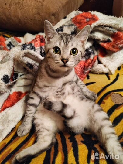 Кошка в дар