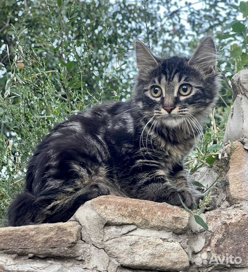 Курильский бобтейл