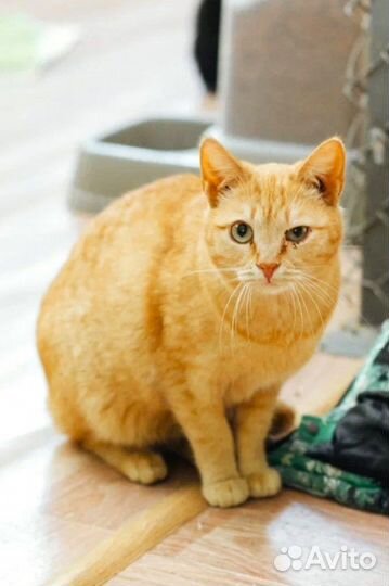 Кошка Рыжуля в добрые руки