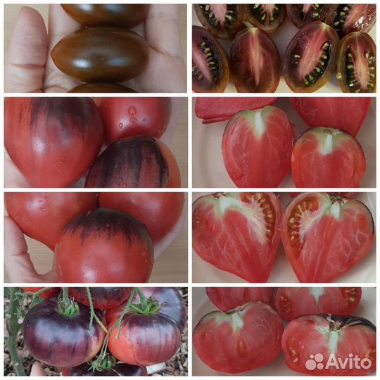 Семена сортовых томатов