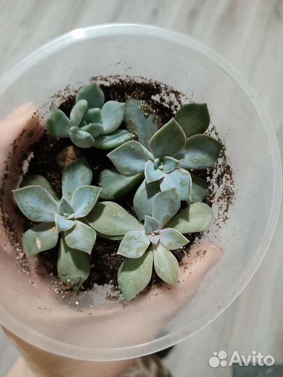 Суккуленты