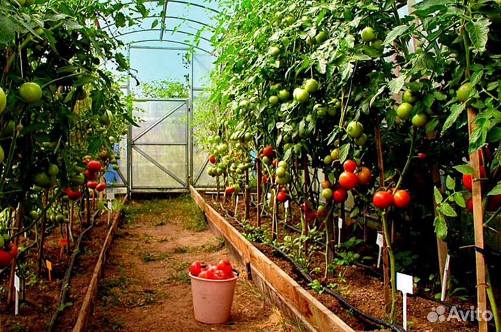 Упаковщица теплицы Бобров