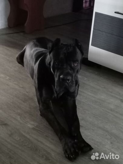 Кане Корсо отдам