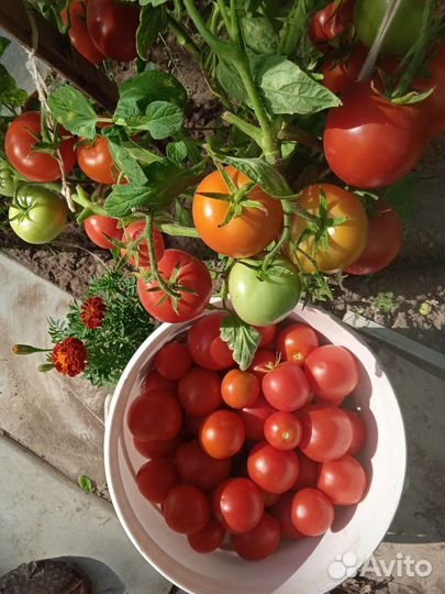 Помидоры