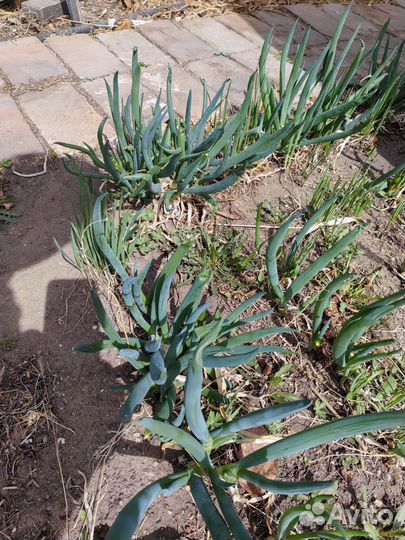 Укроп, лук, редиска