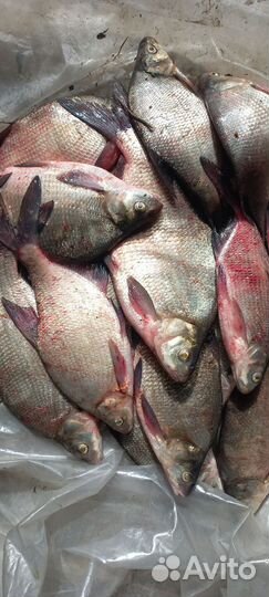 Рыба лещ,карась свежий
