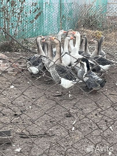 Гуси и утки