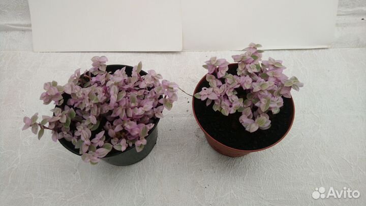 Декоративно лиственные домашние растения