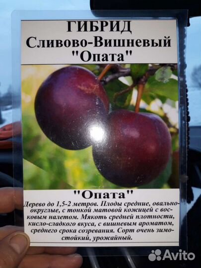 Саженцы (Опата) сливово-вишнёвого гибрида