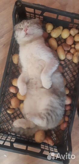 Отдам котенка