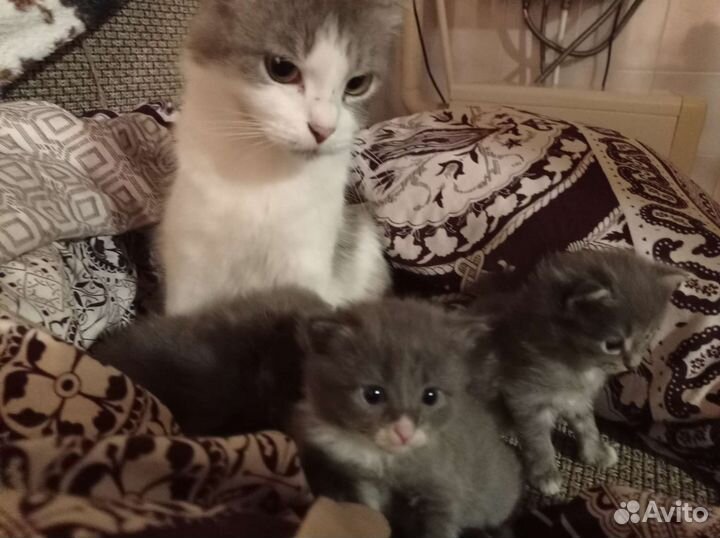 Кошка в дар бесплатно