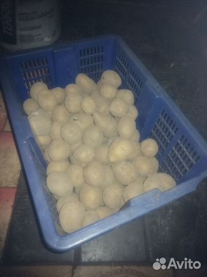 Картофель