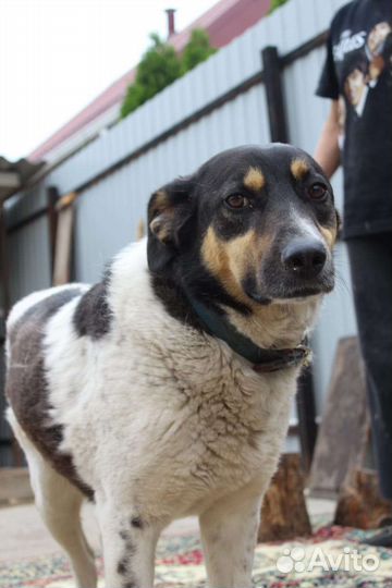 Сторожевой пес, охранник, мудрый друг