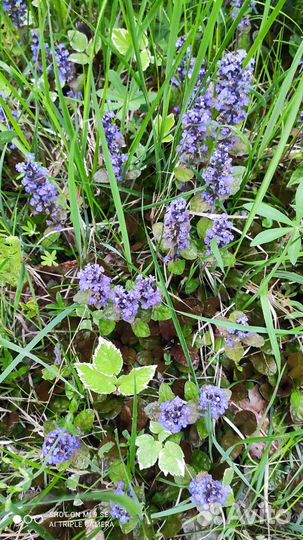 Живучка ползучая