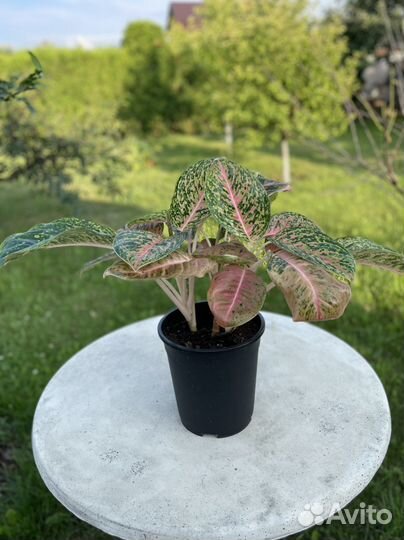 Аглаонема баттерфляй