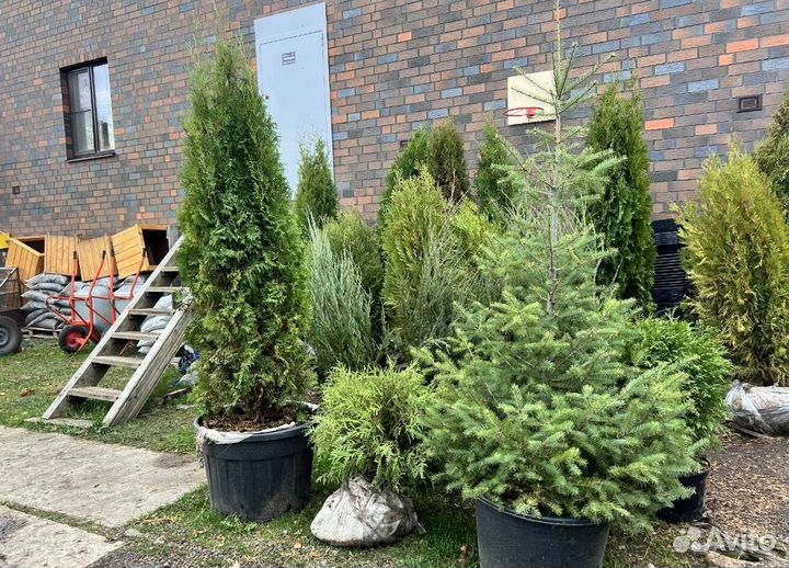 Туя Смарагд вип экстра с доставкой с полей