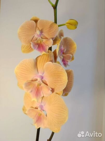 Орхидея фаленопсис
