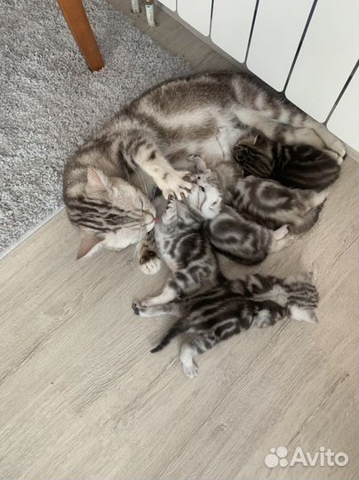 Британские мраморные котята