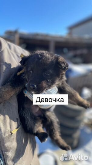 Щенки немецкой овчарки