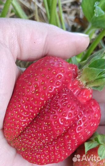 Рассада клубники Азия,Альба,Флоретта,Сенсация