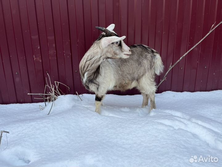 Козочки 7 месяцев. Альпо/Нубы