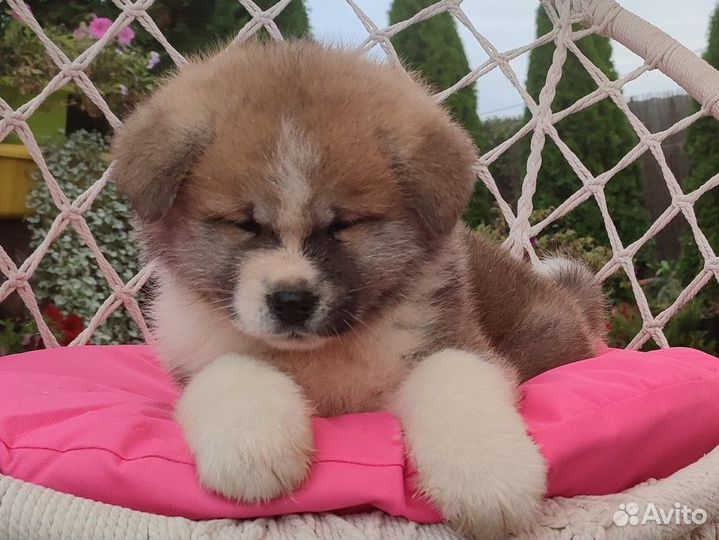 Япошка Акита Девочка