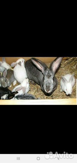 Продажа кроликов/мяса кроликов