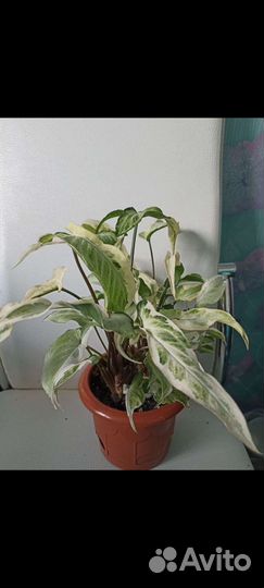 Сортовые Сингониумы