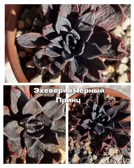 Эхеверии крупные