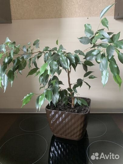 Фикус бенджамина