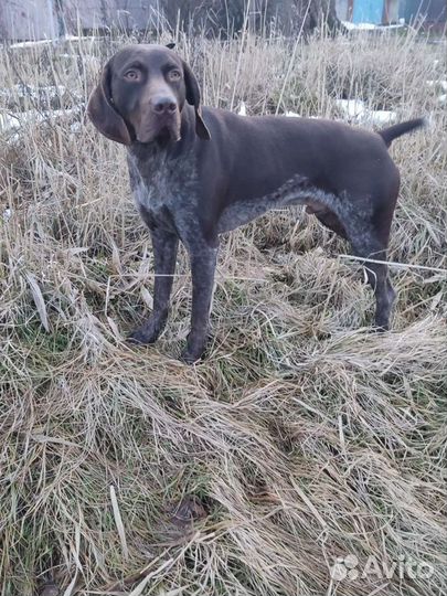 Курцхаар вязка