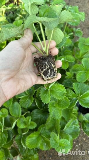 Клубника рубиновый кулон кассета