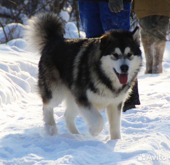 Собака компаньон