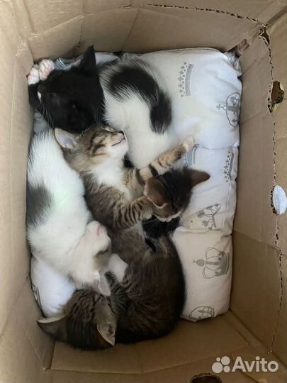 Котята 1 месяц