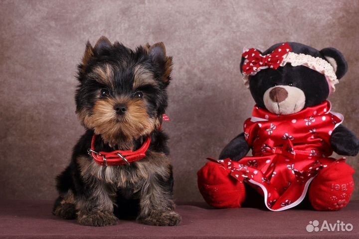 Йорка (резерв) Бесспорная Фаворитка РКФ