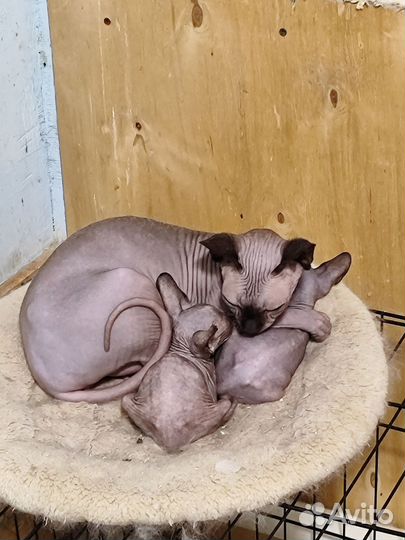 Канадский сфинкс котенок