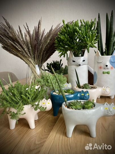 Суккуленты котики