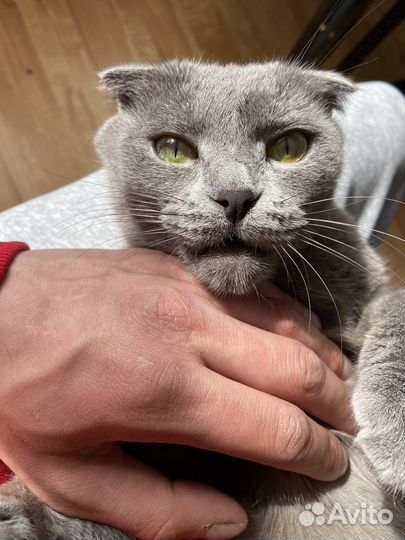 Шотландская кошка вязка