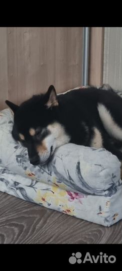 Вязка Сиба-Ину кобель