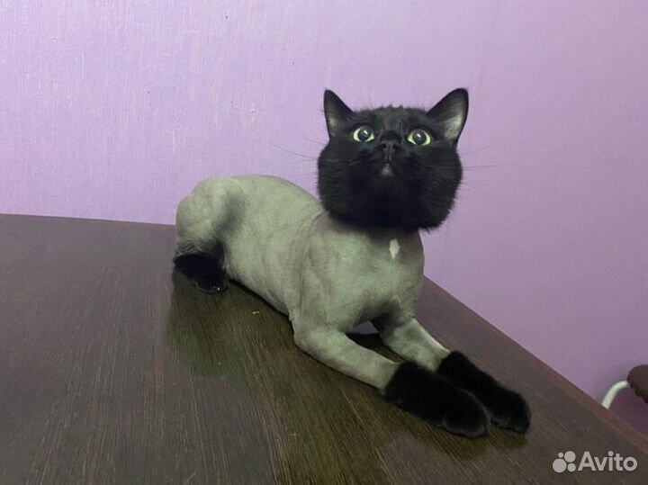 Стрижка кошек barbercat tmn