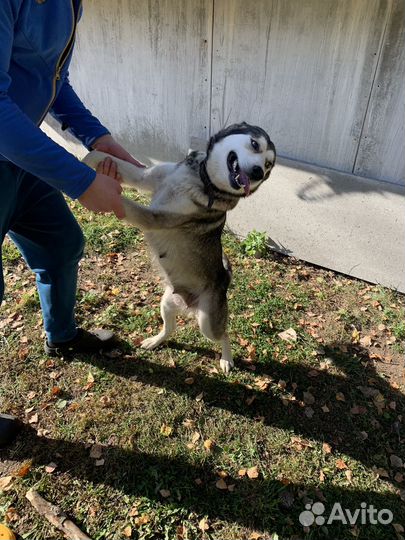 Щенки западно сибирской лайки