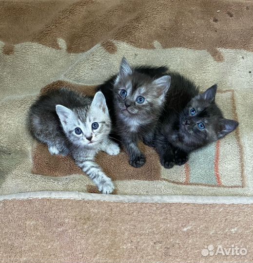 Отдам котят