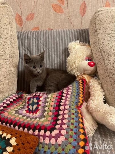 Отдам котенка