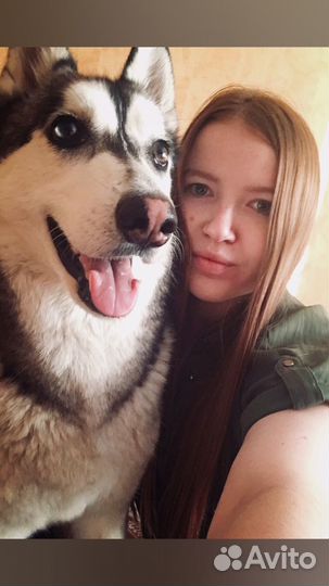 Передержка животных